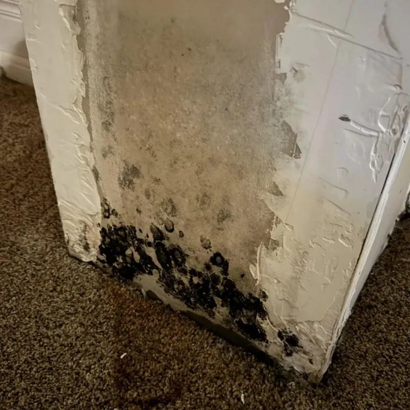 Professional Mold Removal in Cisco, TX